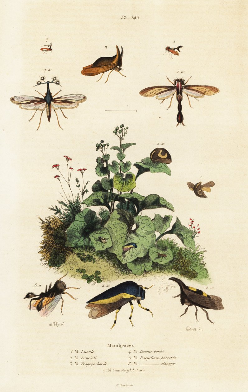 Trehoppere., 1834-1839 (gravering) av Adolph (after) Fries