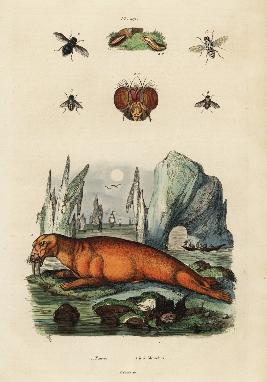 Hvalross og fluer. ,1834–1839 (gravering) av Adolph (after) Fries