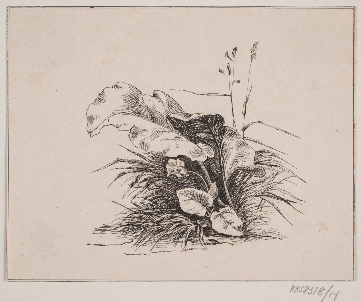Fiolinen av Johan Adolph Kittendorff
