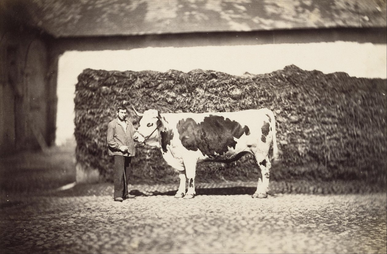  av Adolphe Braun