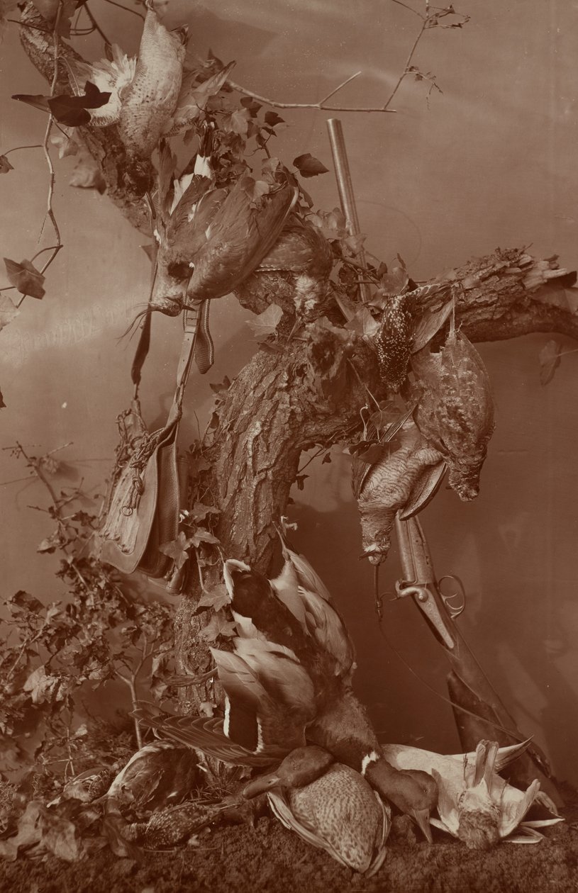  av Adolphe Braun