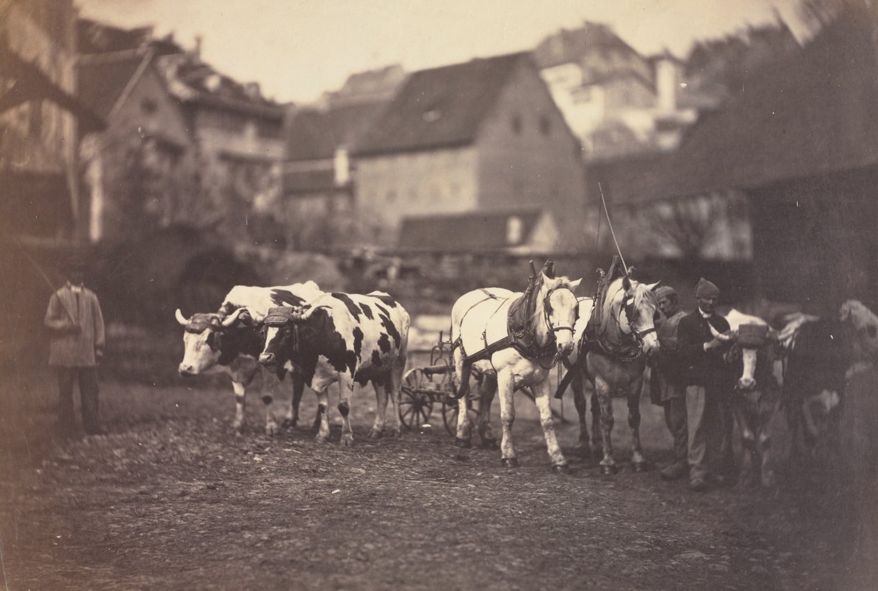 Uten tittel (gårdsdyr) av Adolphe Braun