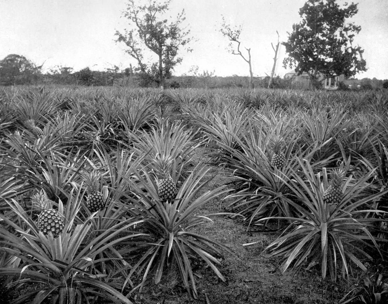 Ananaslund, Jamaica, c1905. av Adolphe Duperly and Son