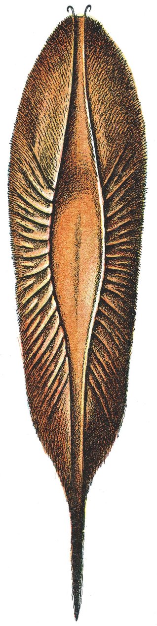 Eggetui av en kimær av Adolphe Philippe Millot