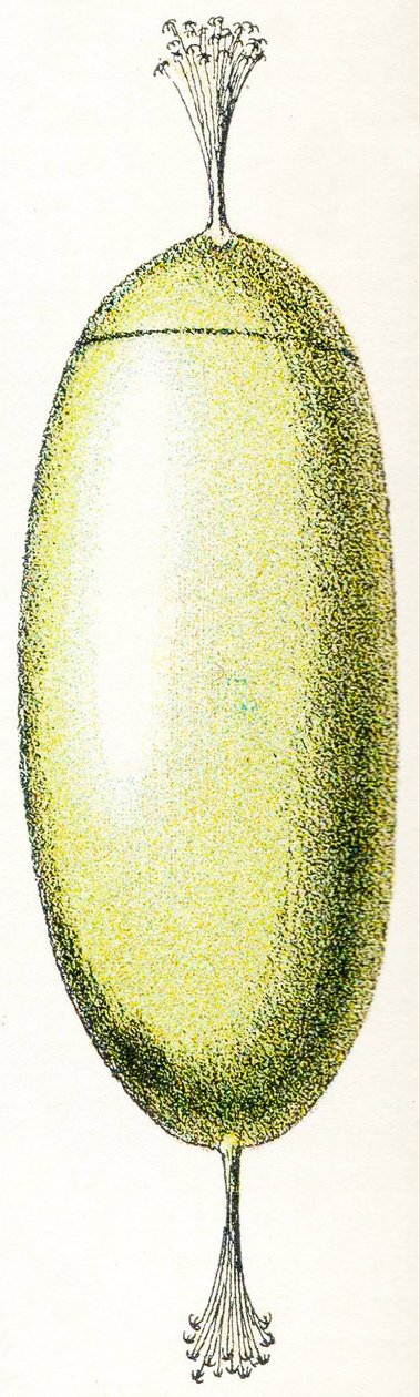 Egg of a Lamprey, 1923 av Adolphe Philippe Millot
