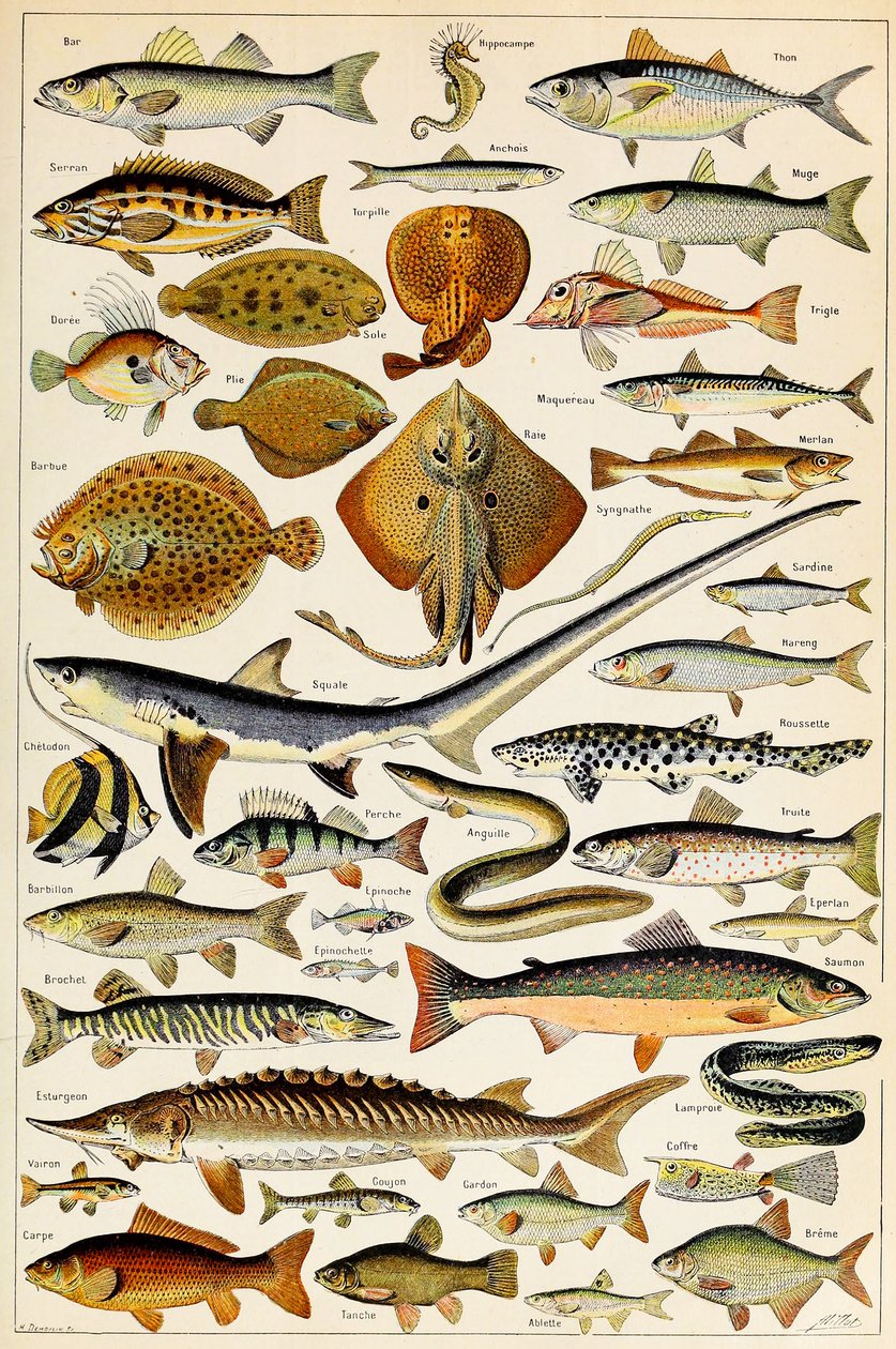 Illustrasjon av spiselig fisk, ca. 1923 av Adolphe Philippe Millot