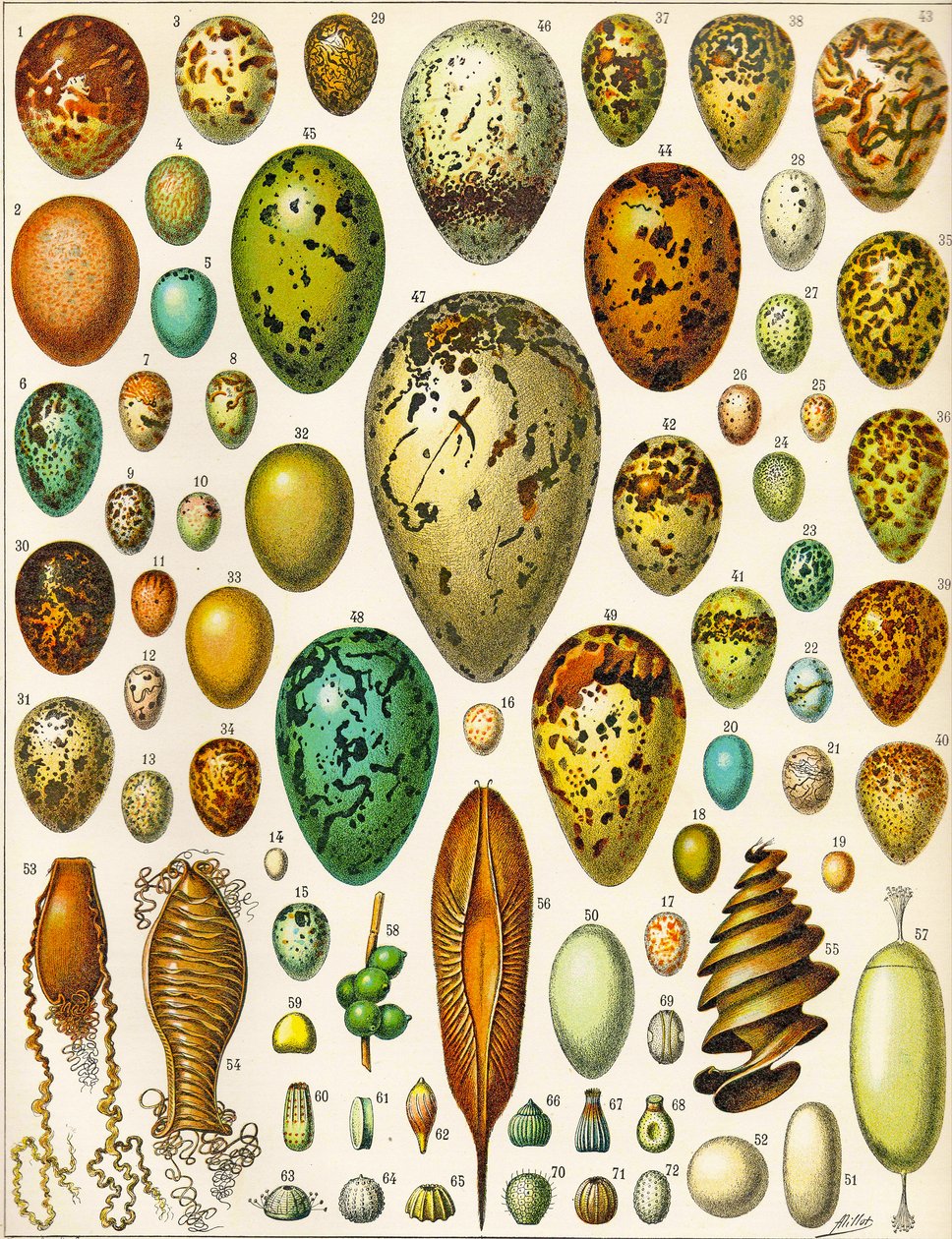 Illustrasjon av egg ca. 1923 av Adolphe Philippe Millot