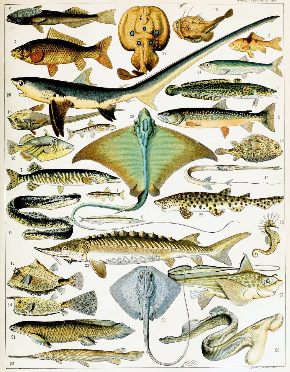 Illustrasjon av fisk ca. 1923 (litho) av Adolphe Philippe Millot