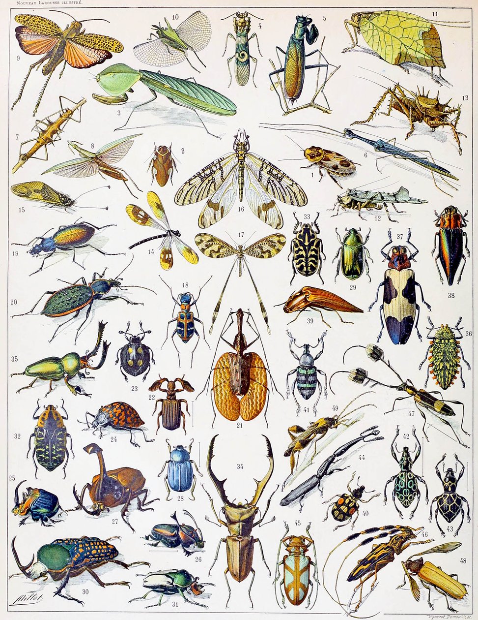 Illustrasjon av insekter ca. 1923 av Adolphe Philippe Millot