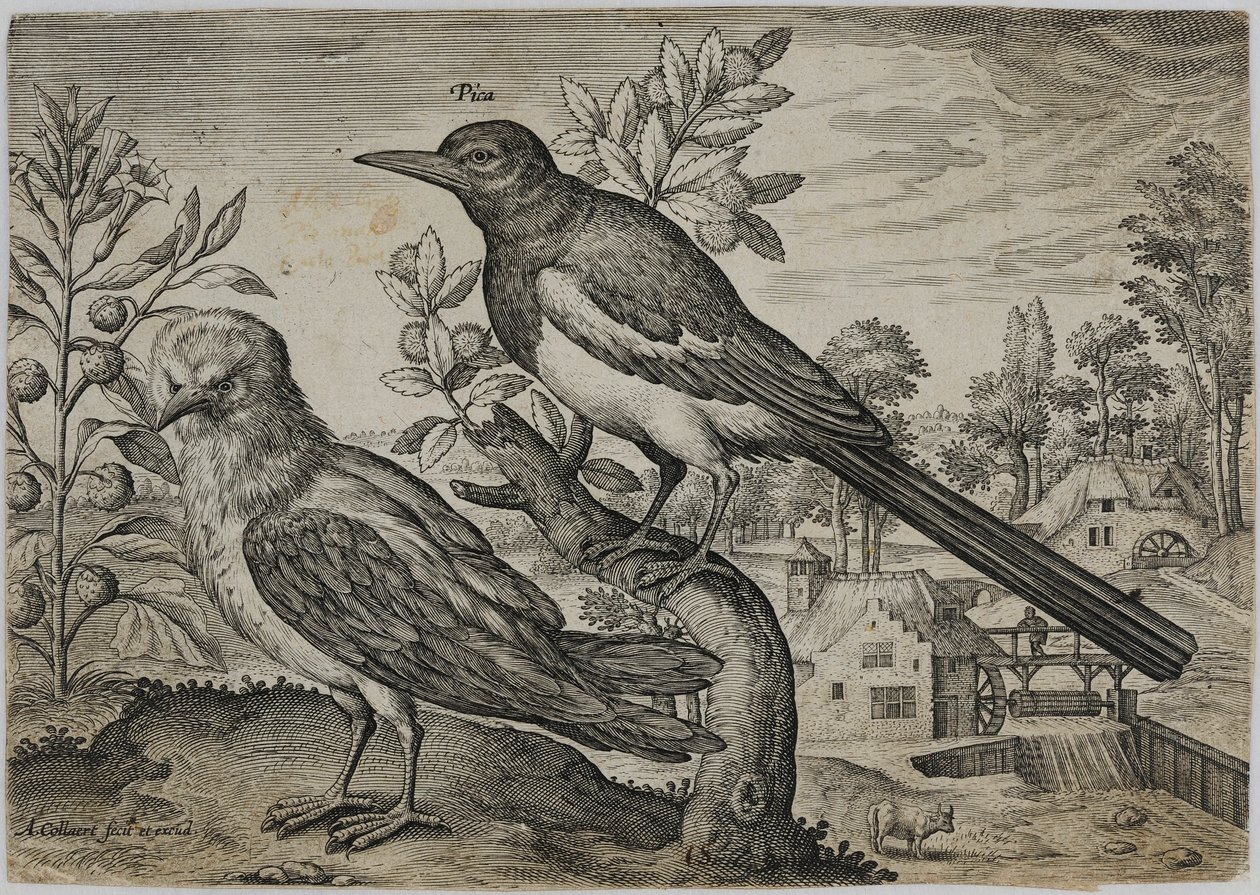 Gammel mestergravering av Adriaen Collaert