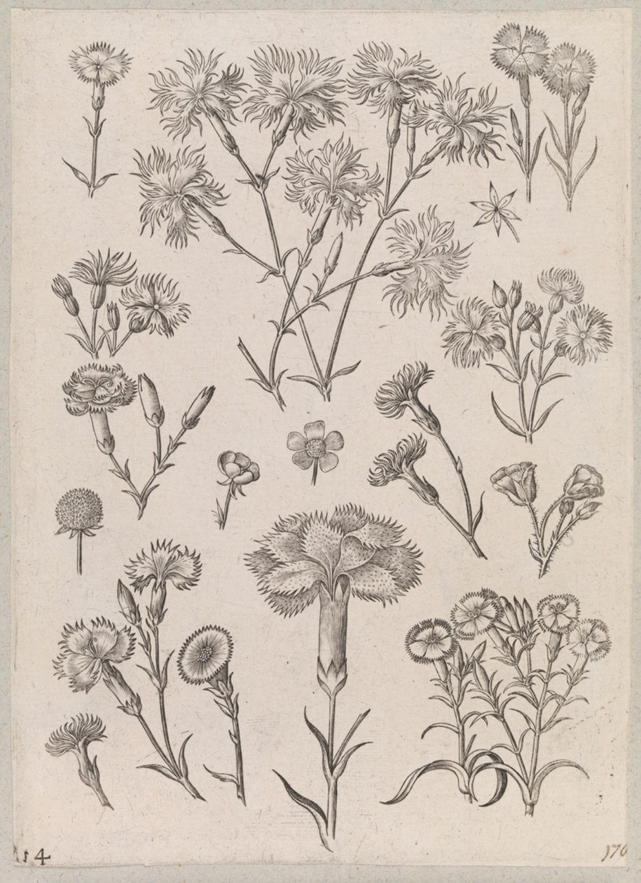 Nellik av Adriaen Collaert