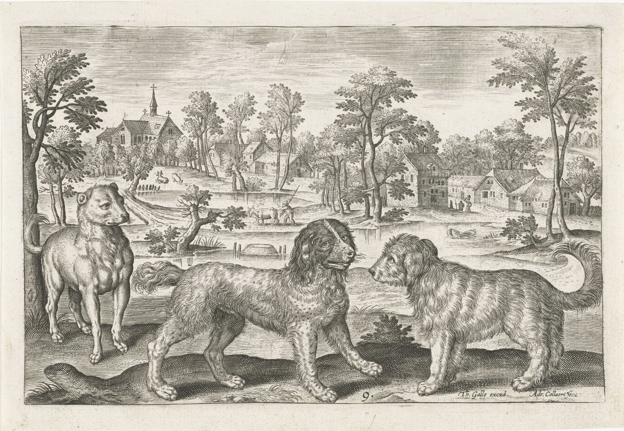 hunder Firebeinte dyr (serietittel) Animalivm Qvaddrvpedvm (serietittel) av Adriaen Collaert