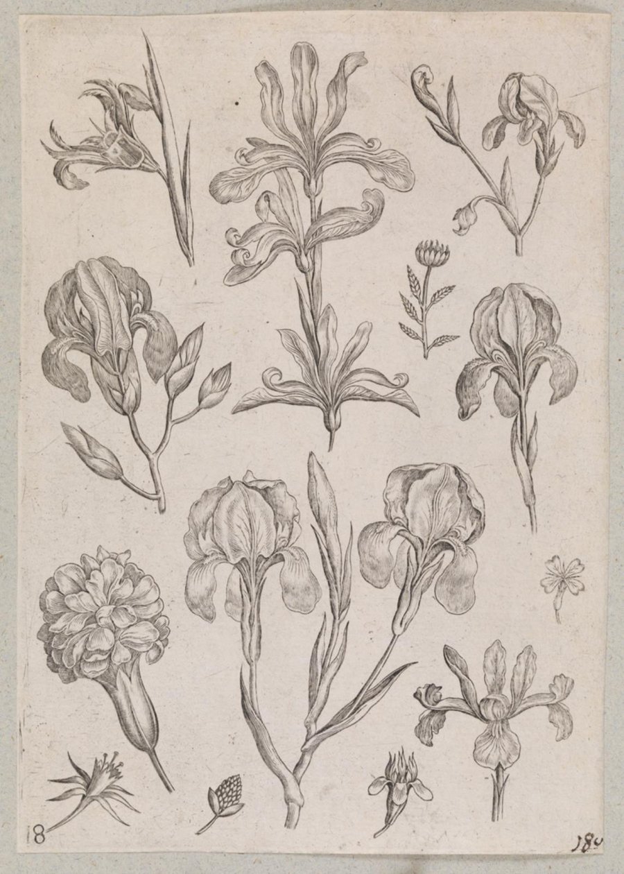 Iriser av Adriaen Collaert