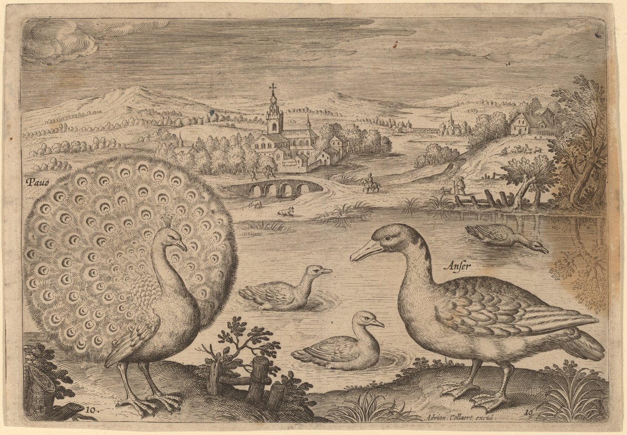 Påfugl og gås av Adriaen Collaert