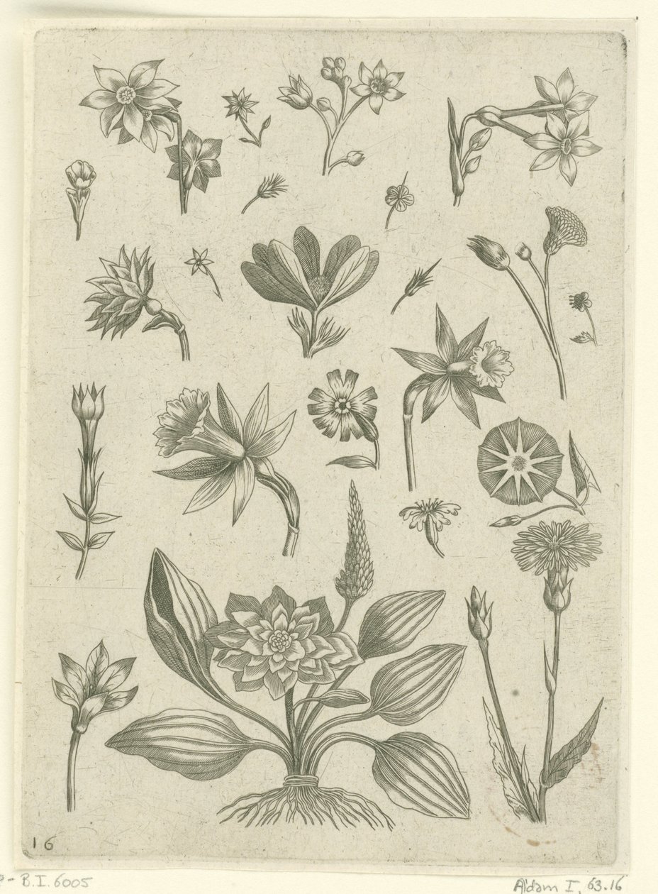 Ulike blomster, inkludert trompetpåskeliljer Florilegium (serietittel) av Adriaen Collaert