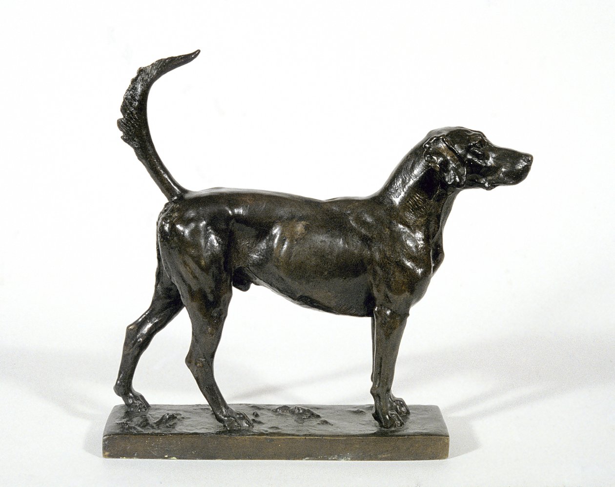 The Hound 'Pytchley Forager' av Adrian Jones