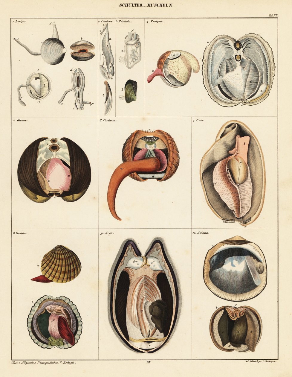 Anatomi av toskallede bløtdyr., 1841 (litografi) av Adrian Schleich