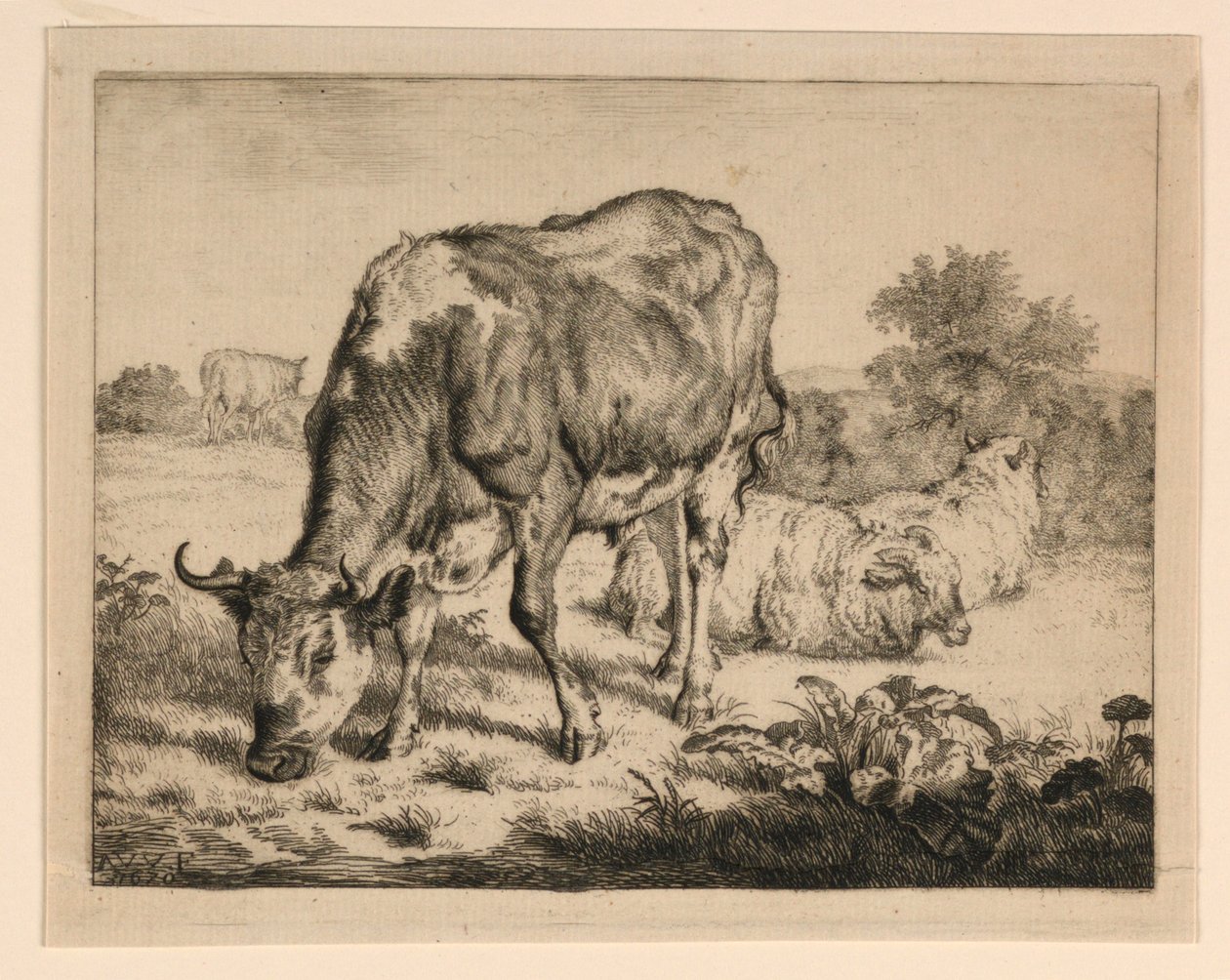 Okse og tre sauer av Adrian van de Velde