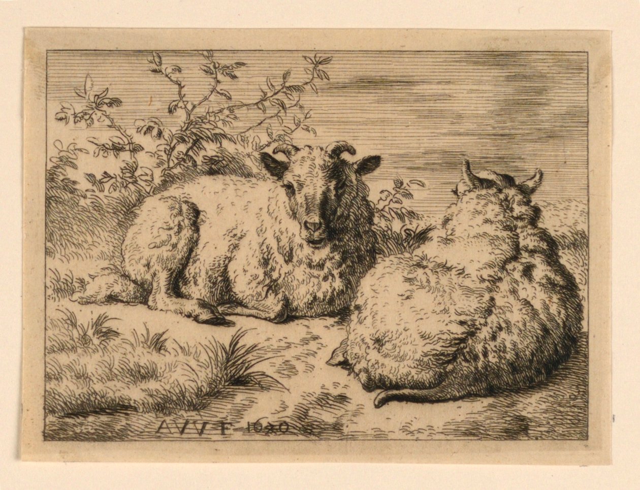 De to sauene av Adrian van de Velde