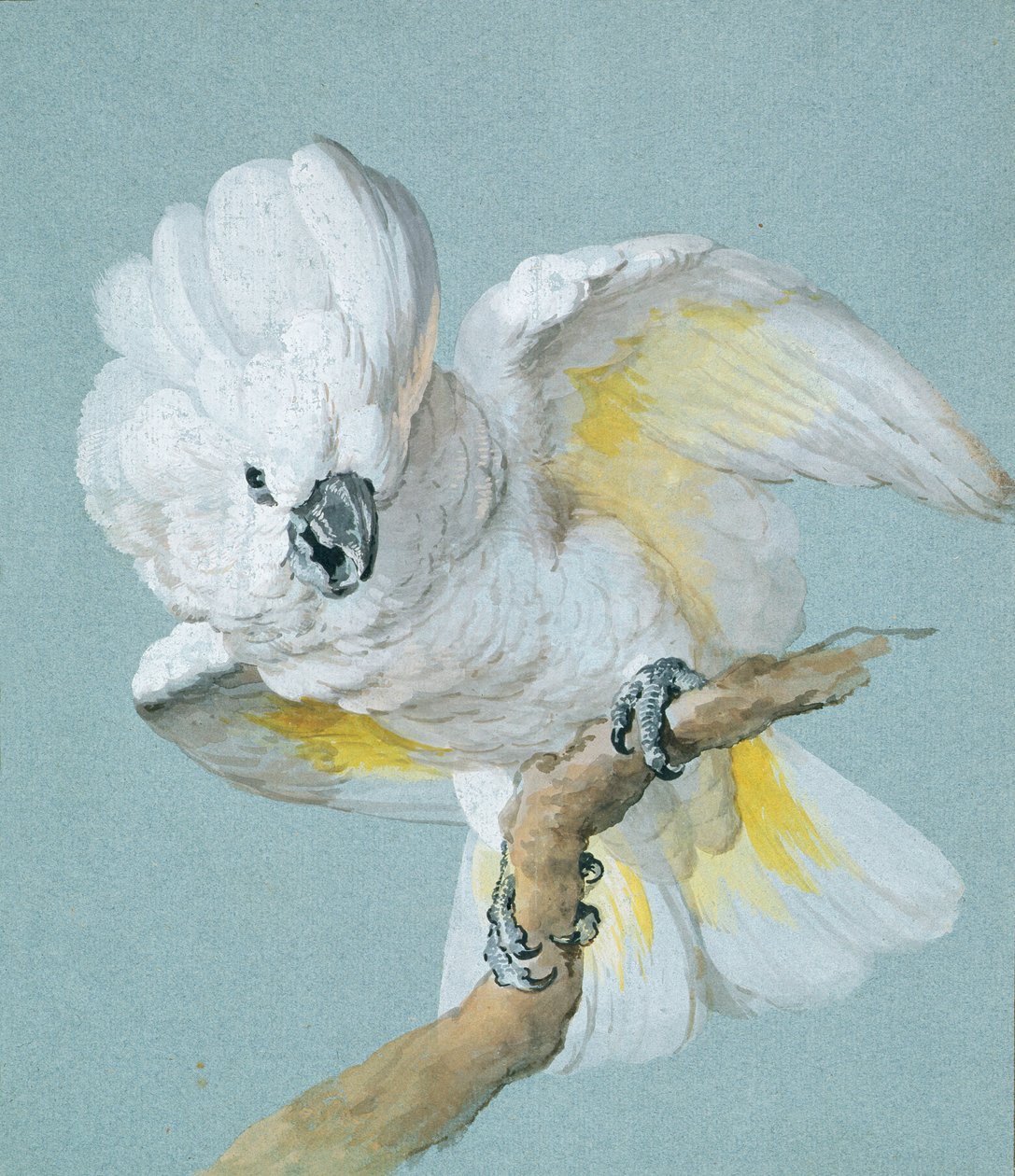 En flott hvit kakadu (gouache på blått papir) av Aert Schouman