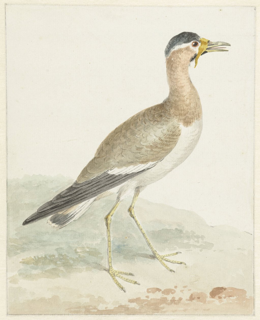 En gul-wattled vipe av Aert Schouman (possibly)