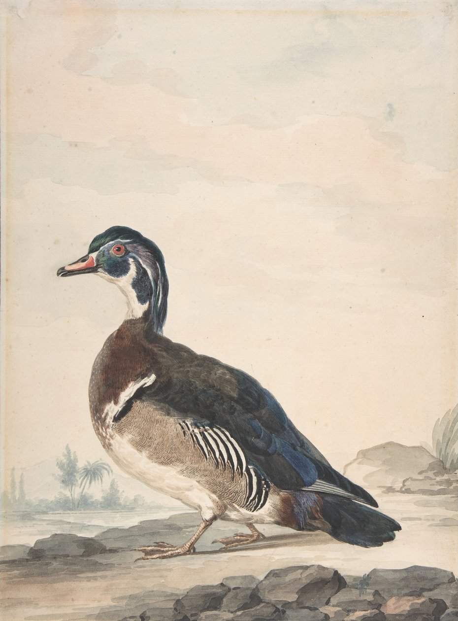 En and, 1725-92. av Aert Schouman