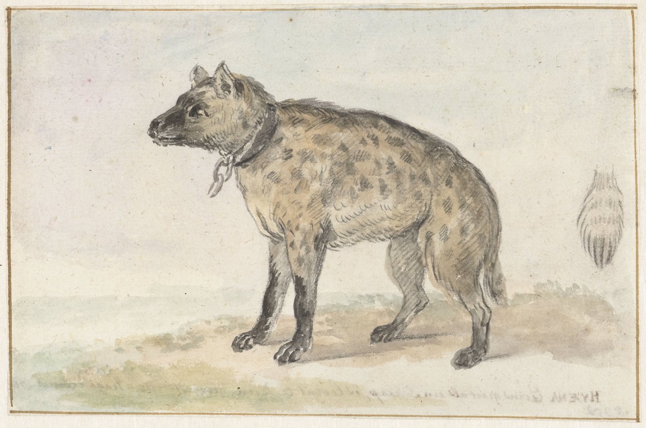 Flekkhyene av Aert Schouman