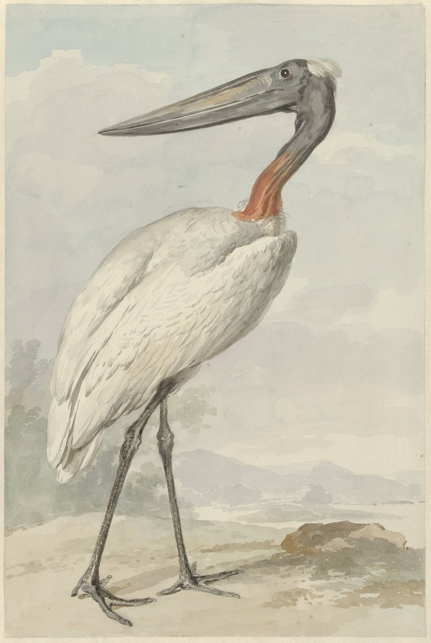 Jabiroe (Jabiroe mycteria) av Aert Schouman