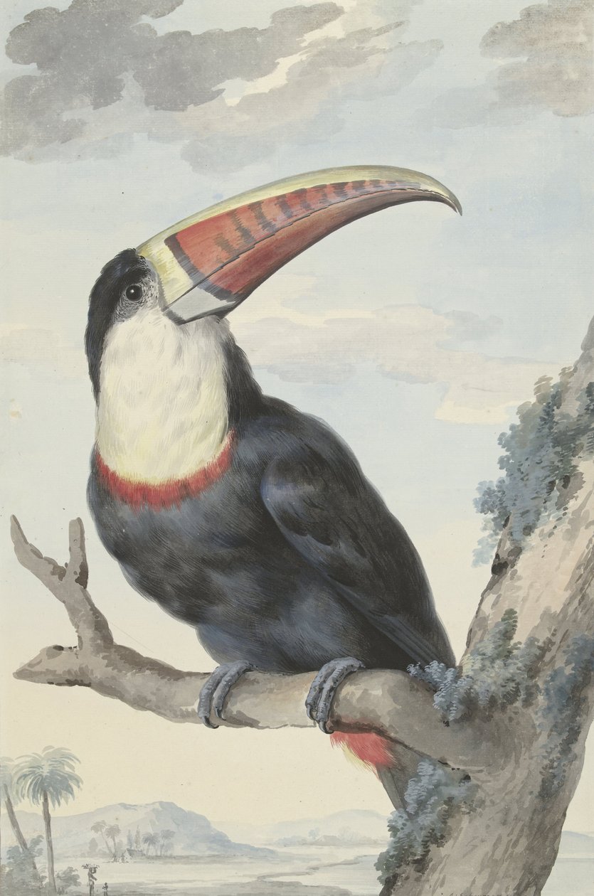 Rødnebbtukan, 1748 av Aert Schouman