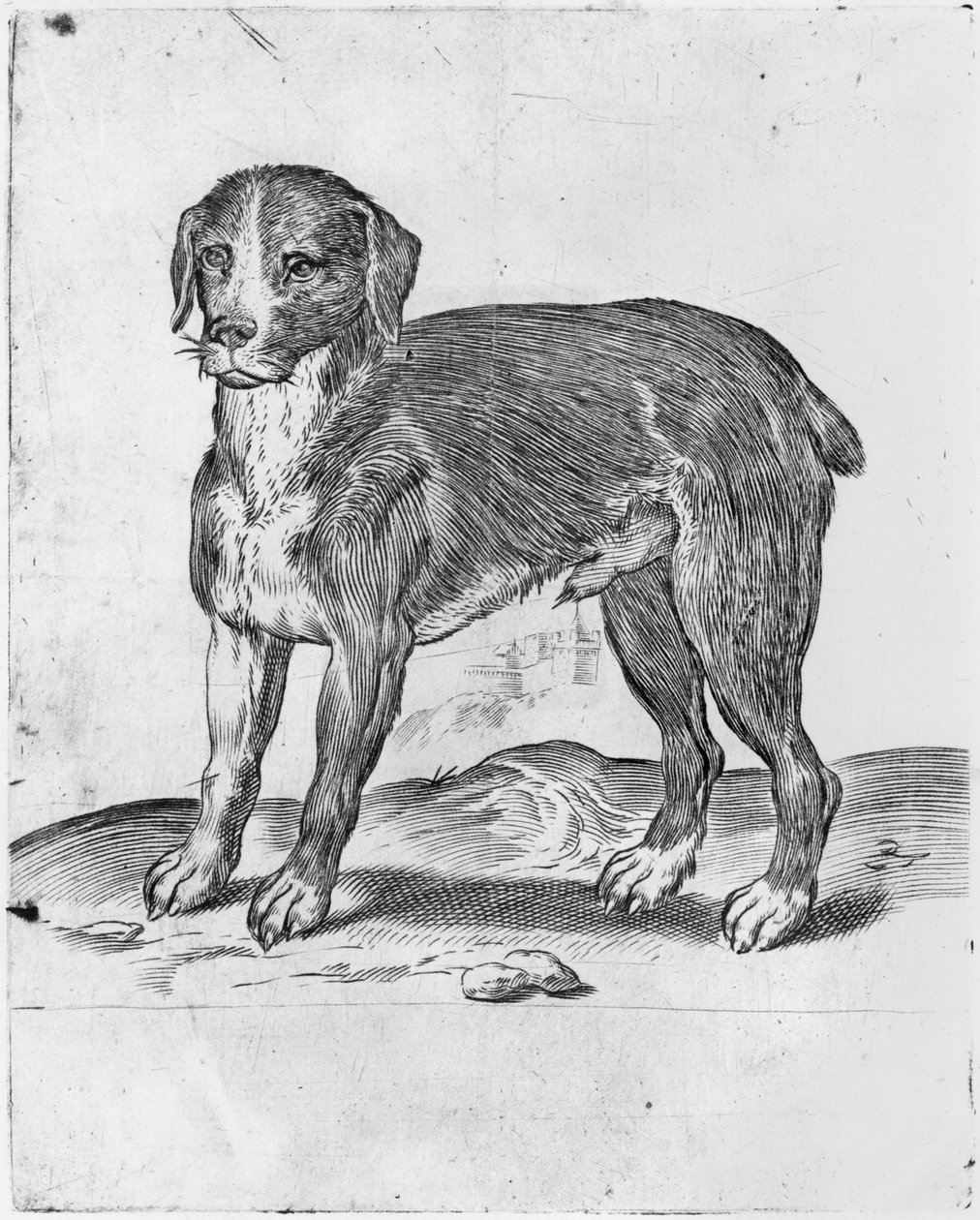 Hund av Agostino Carracci
