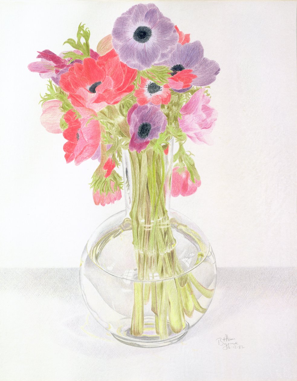 Anemonies, 1982 (farget blyant på papir) av Alan Byrne