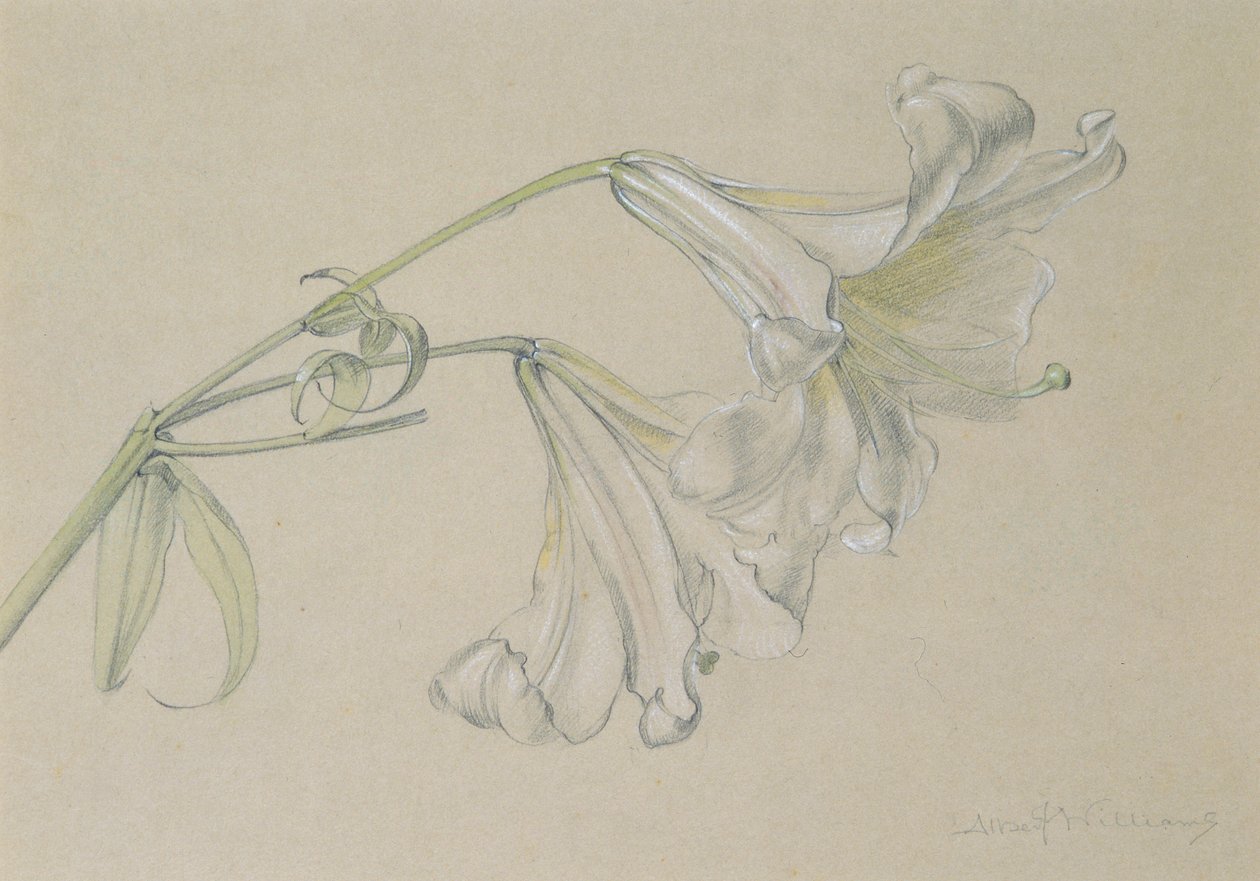 Lily (wc, blyant og kritt på papir) av Albert Williams