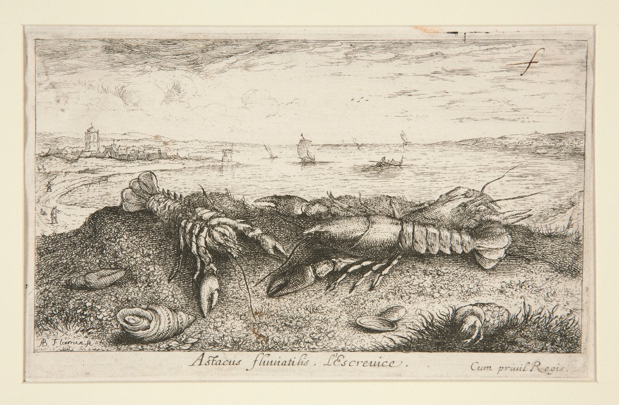 Astacus fluriatilis. L av Albert Flamen