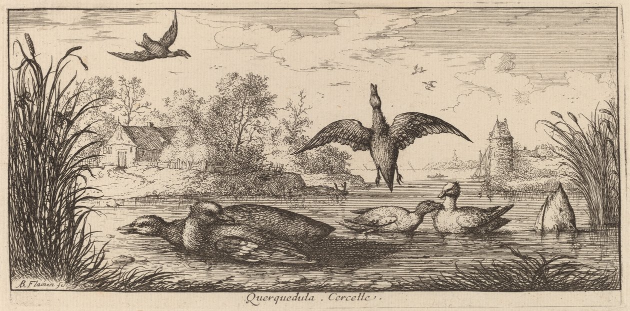 Querpedula, The Teal av Albert Flamen