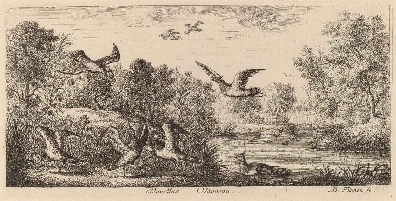 Vanellus, lappvingen av Albert Flamen
