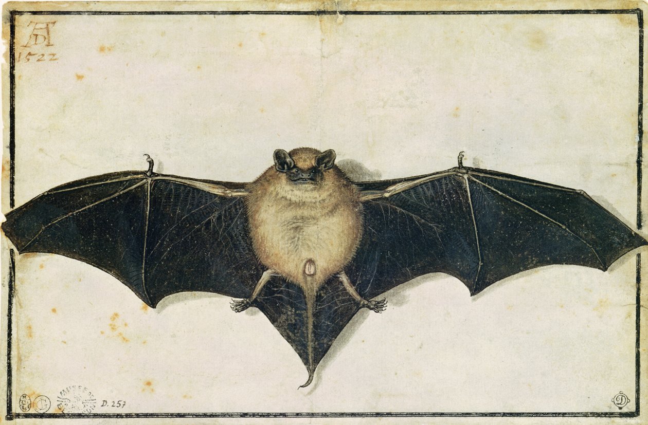 Flaggermus, 1522 av Albrecht Dürer