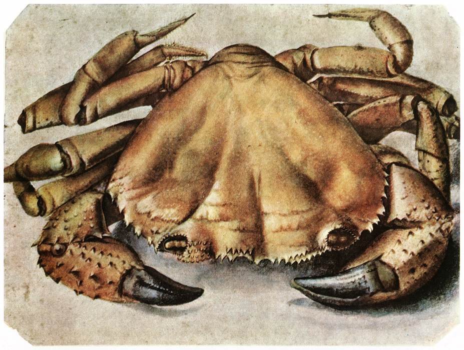 Krebs av Albrecht Dürer