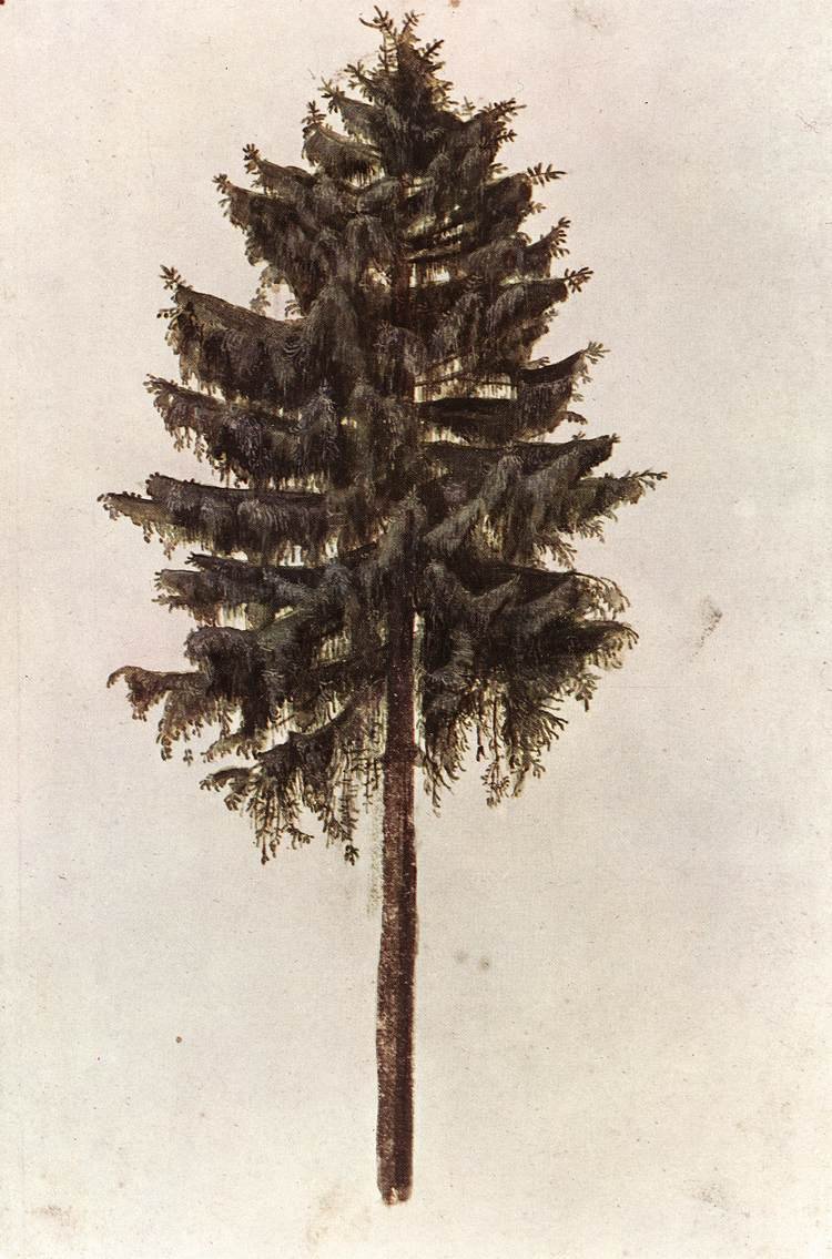 Picea abies treet av Albrecht Dürer