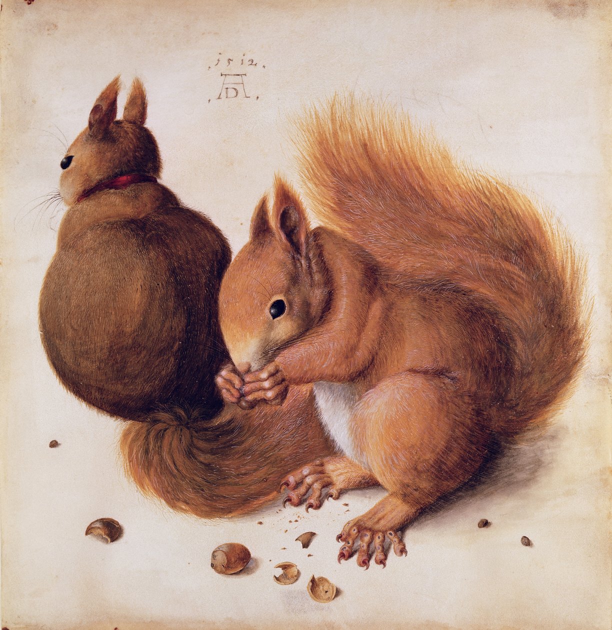 Ekorn, 1512 (tempera på pergament) av Albrecht Dürer