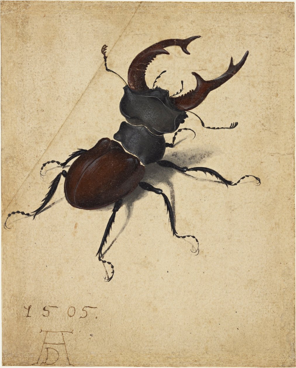 Hjortebille av Albrecht Dürer