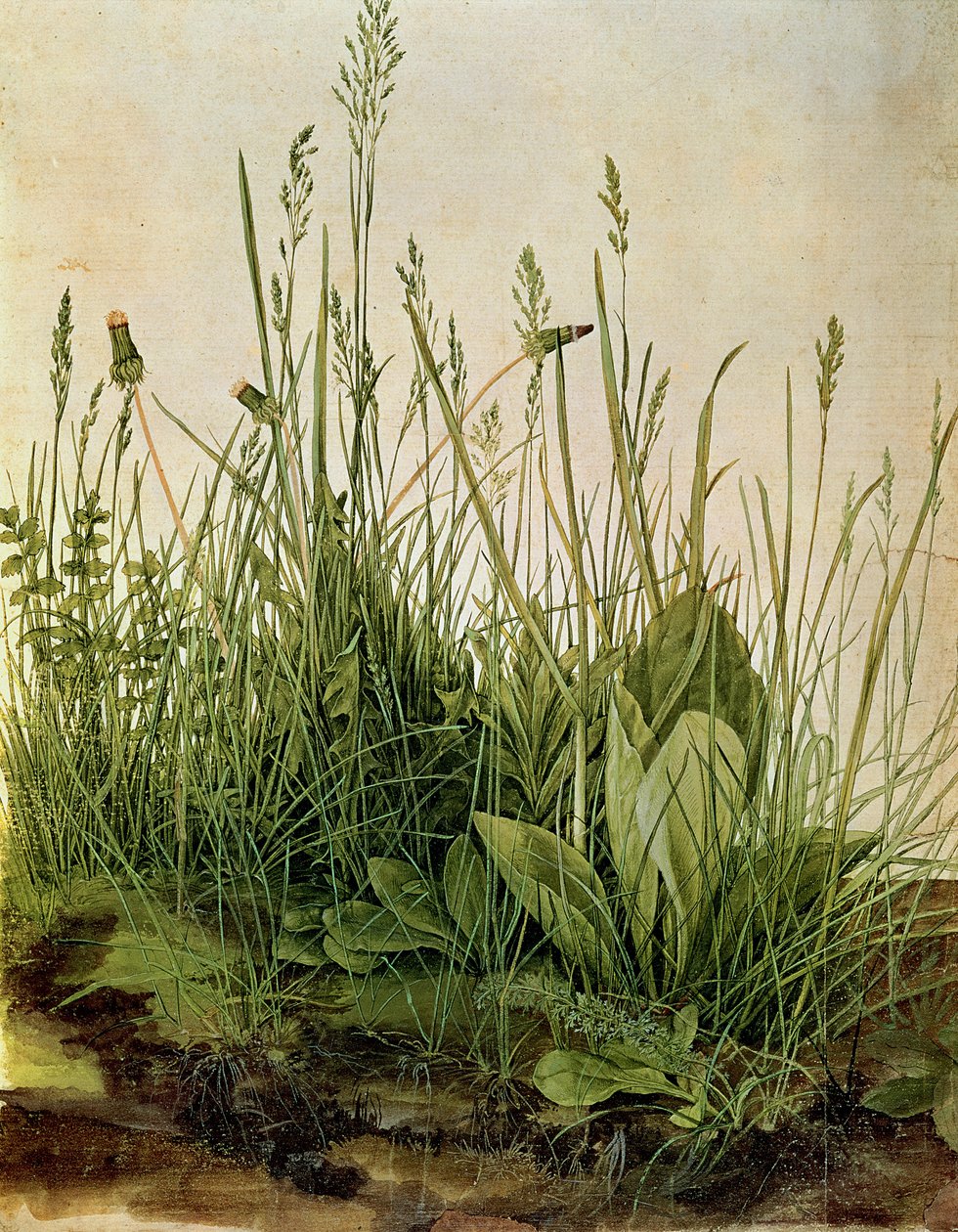 The Great Piece of Turf, 1503 (kroppsfarger, forsterket med ugjennomsiktig hvit på vellum) av Albrecht Dürer