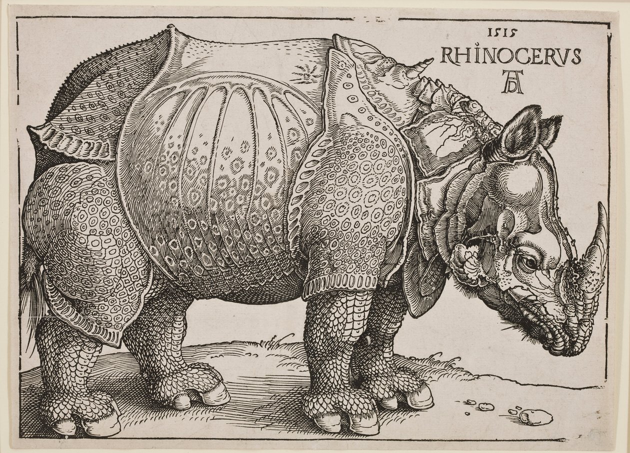 Neshornet, 1515 av Albrecht Dürer