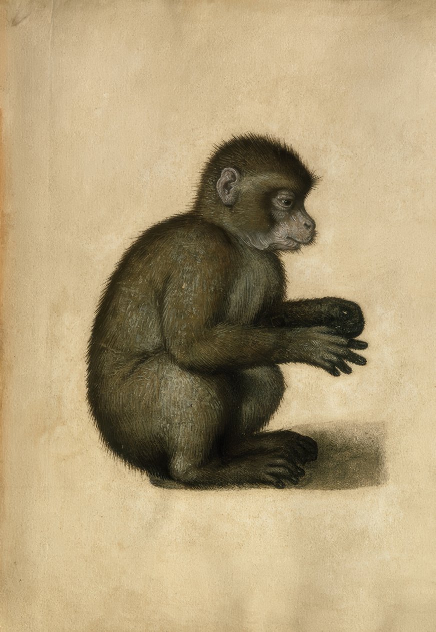 Monkey / akvarell, tilskrevet A.Dürer. av Albrecht Dürer