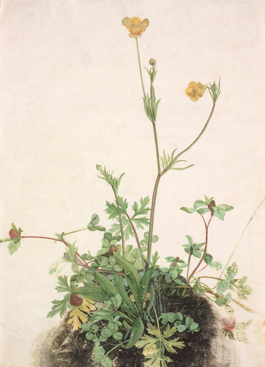 Smørblomster, rødkløver og groblad, 1526. av Albrecht Dürer