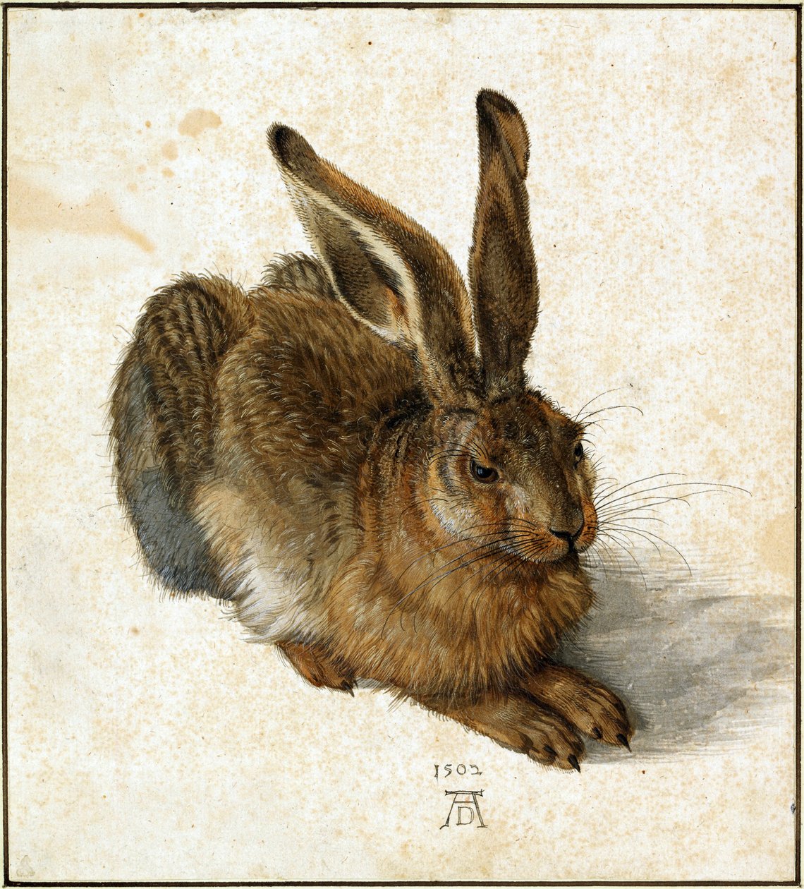 Hare (retusjert) av Albrecht Dürer