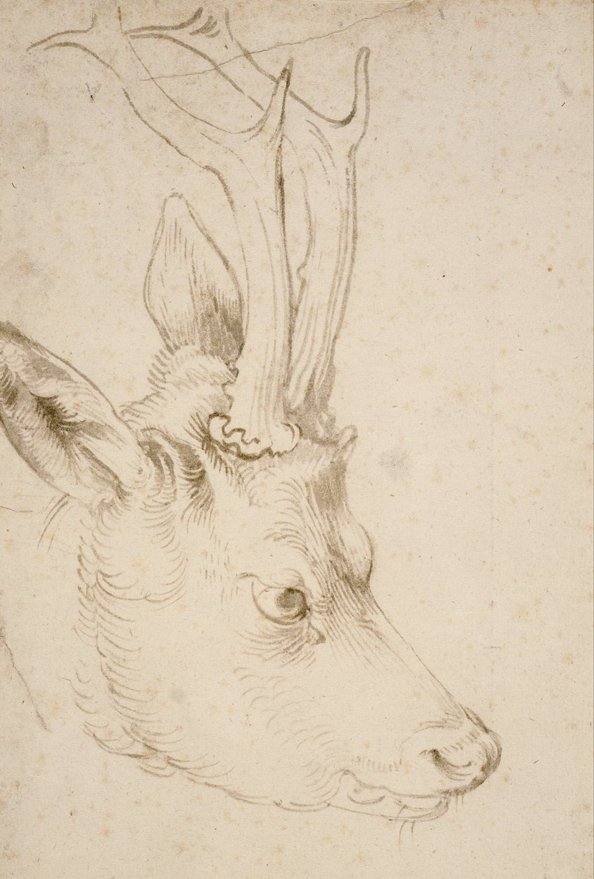 Hodet til en rognbukk av Albrecht Dürer