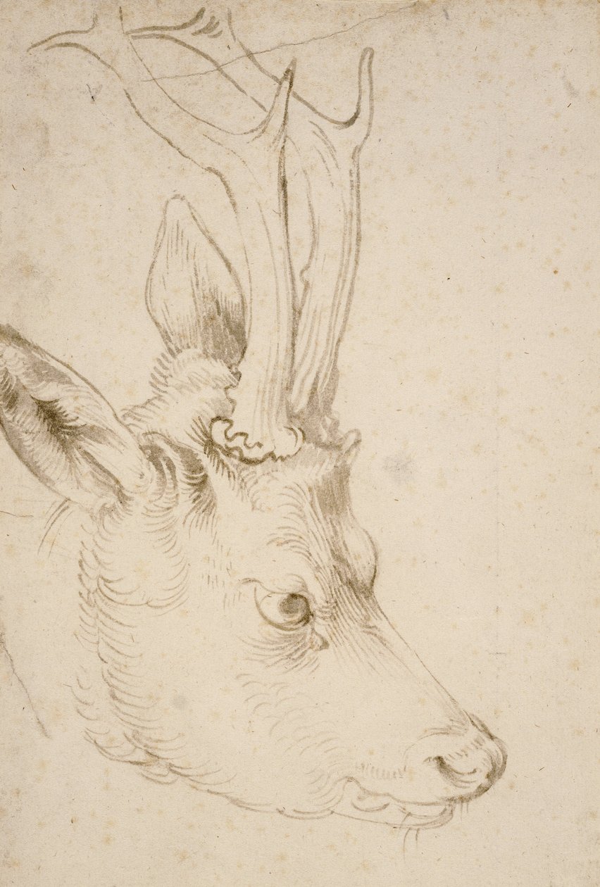Leder for en rognbukk, 1503 av Albrecht Dürer