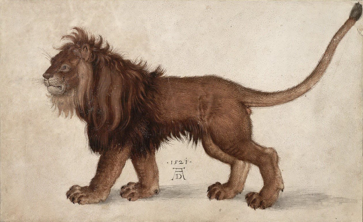 Løve, 1521. av Albrecht Dürer
