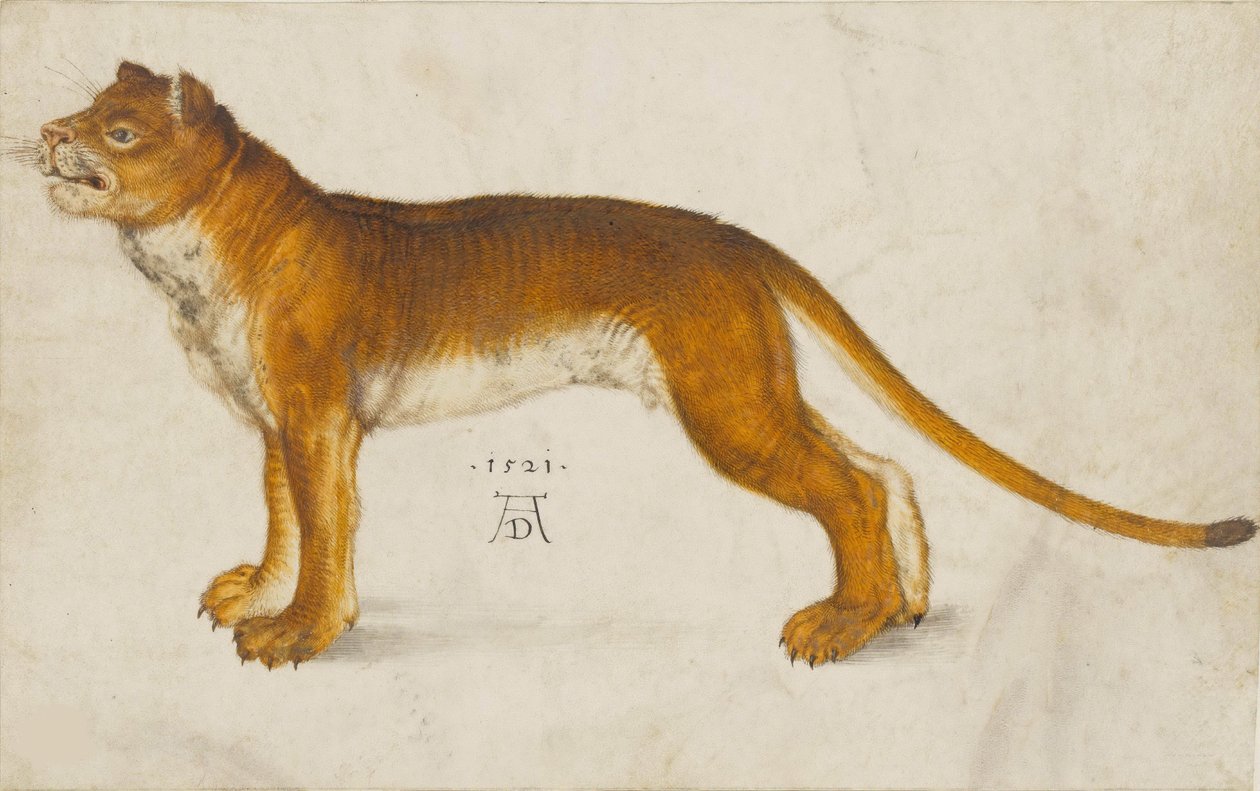 Løvinne, 1521. av Albrecht Dürer