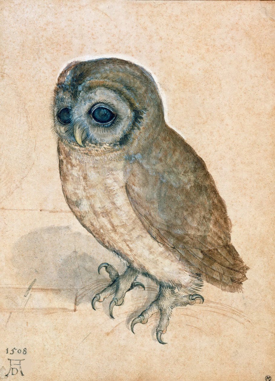 Lille ugle, 1508. av Albrecht Dürer